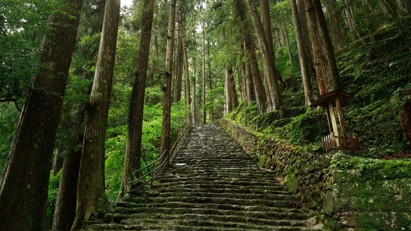 熊野古道・大門坂の杉木立と石畳